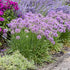 Allium Serendipity PW Ornamental Onion image credit: Walters Gardens