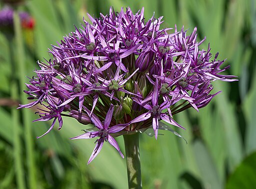Allium atropurpureum Ornamental Onion image credit: Photo: JLPC / Wikimedia Commons