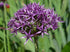 Allium atropurpureum Ornamental Onion image credit: Photo: JLPC / Wikimedia Commons