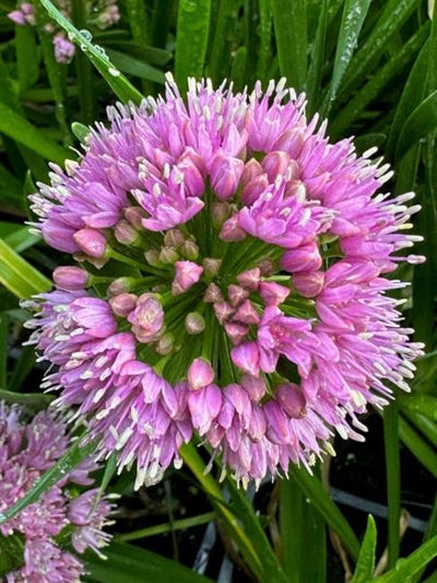 Allium Millenium Ornamental Onion Image Credit: Millgrove Perennials