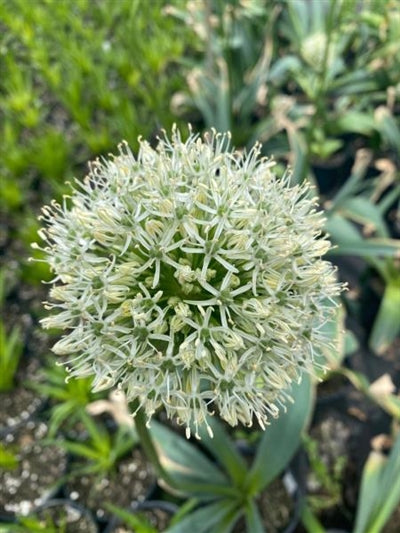 Allium Mount Everest Ornamental Onion Image Credit: Millgrove Perennials