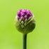 Allium Purple Sensation Image Credit: Dominicus Johannes Bergsma, CC BY-SA 4.0 <https://creativecommons.org/licenses/by-sa/4.0>, via Wikimedia Commons