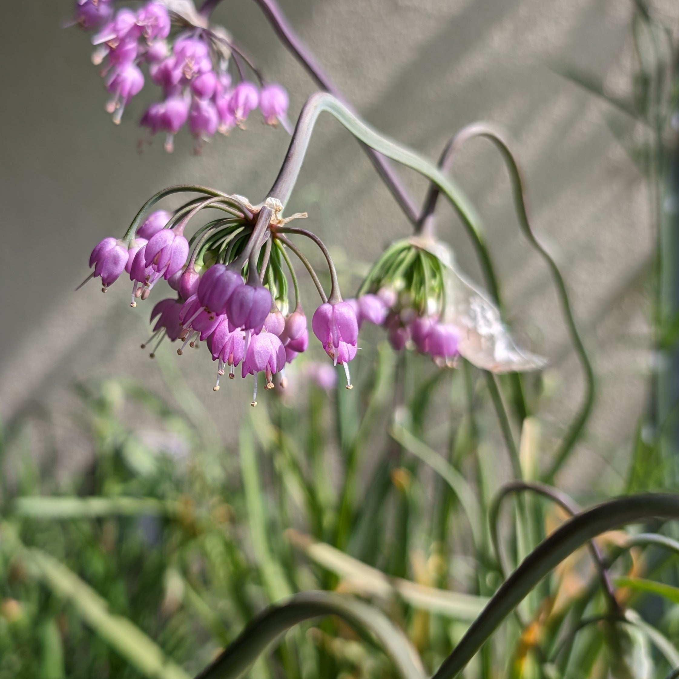 Allium cernuum Hidcote Nodding Onion Image Credit: Chaz Morenz 20240618