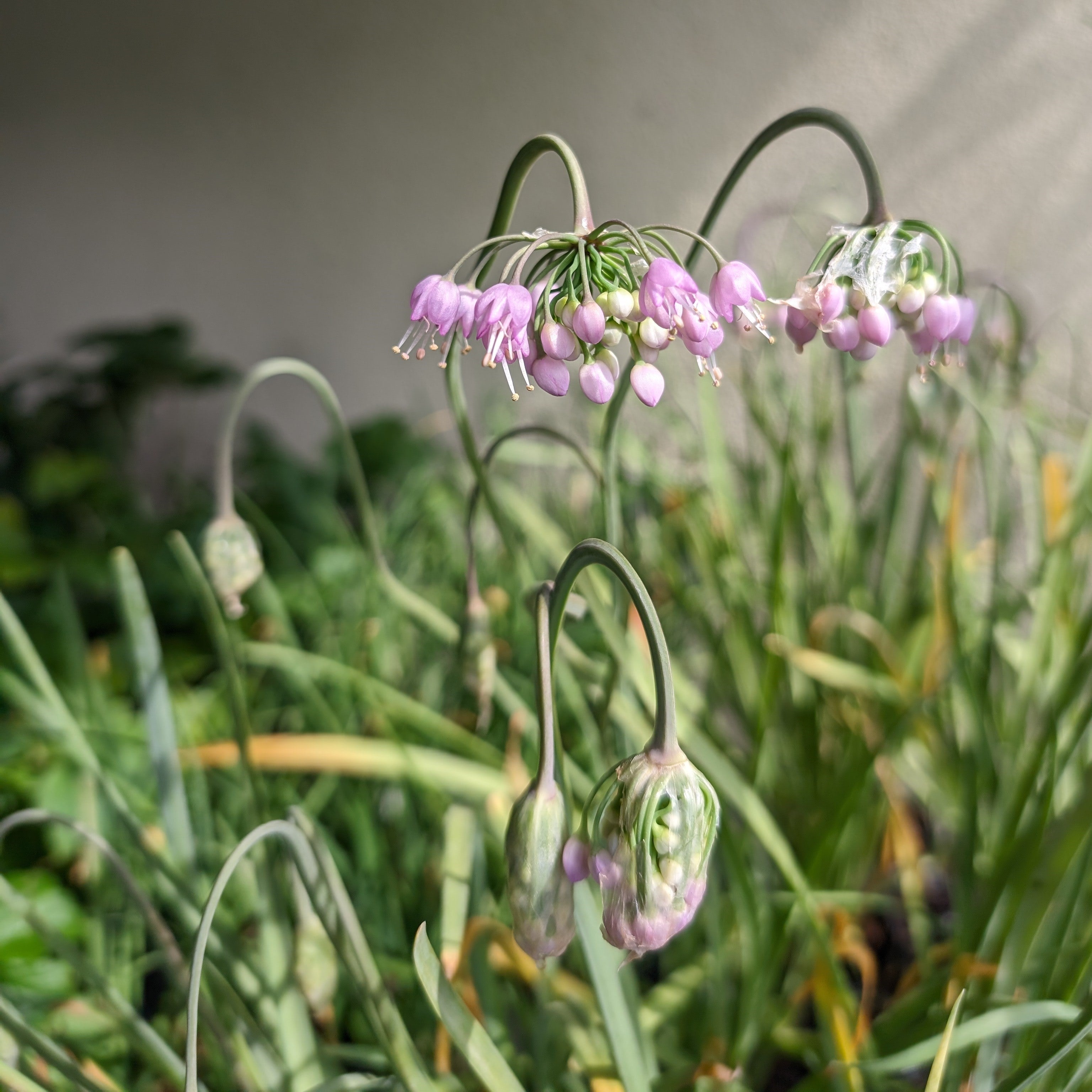 Allium cernuum Hidcote Nodding Onion Image Credit: Chaz Morenz 20240618