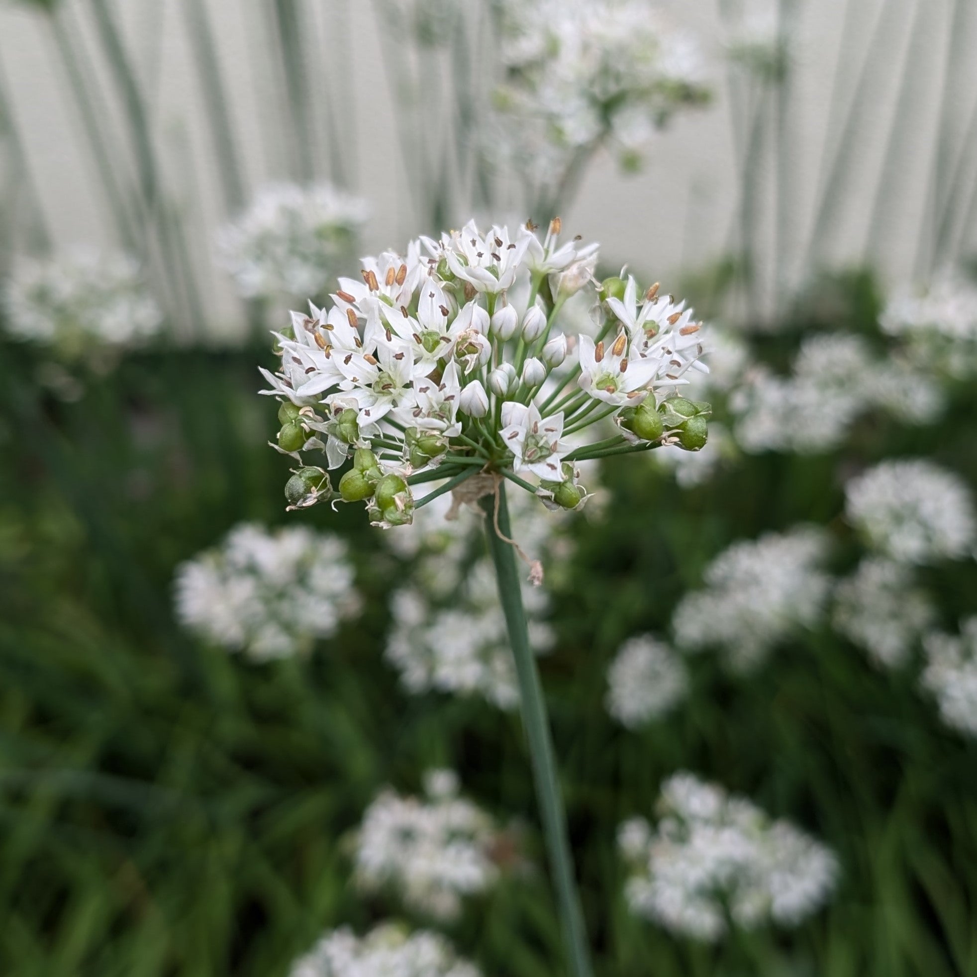 Allium tuberosum Garlic Chives Image Credit: Chaz Morenz 20240906