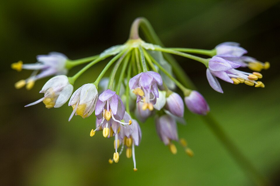 Allium cernuum Nodding Onion Image Credit: GlacierNPS, Public domain, via Wikimedia Commons