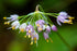 Allium cernuum Nodding Onion Image Credit: GlacierNPS, Public domain, via Wikimedia Commons