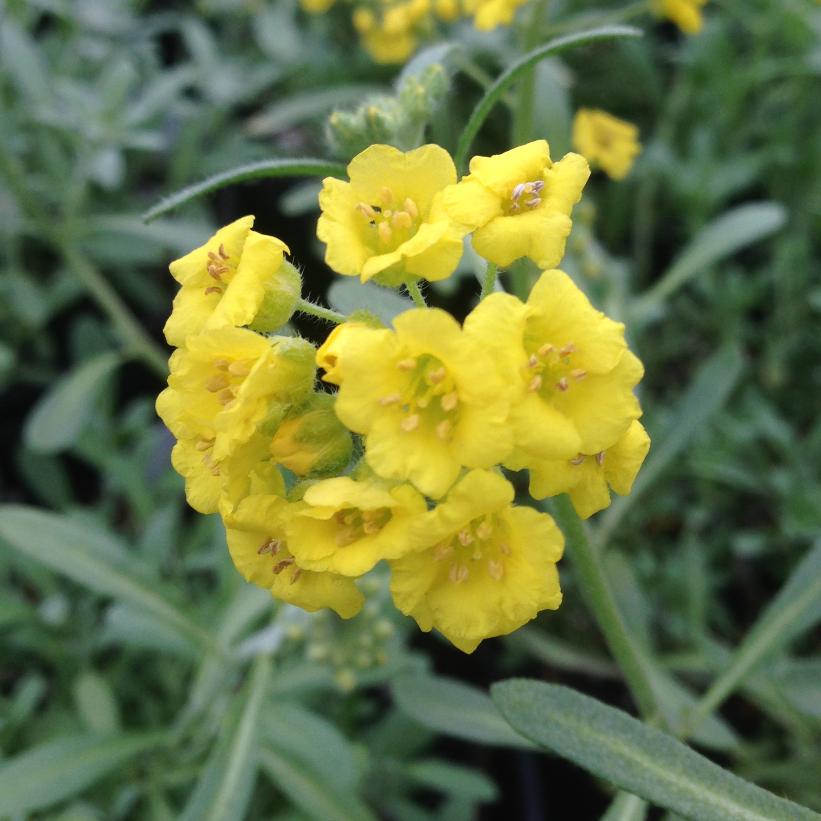 Alyssum montanum Mountain Gold Alyssum
