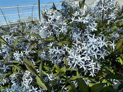 Amsonia tabernaemontana Storm Cloud PW Arkansas Blue Star Image Credit: Millgrove Perennials