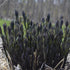 Amsonia tabernaemontana Storm Cloud PW Arkansas Blue Star Image Credit: Walters Gardens