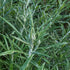 Anaphalis margaritacea New Snow Pearly Everlasting Bud Image Credit: Chaz Morenz 20240616