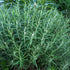 Anaphalis margaritacea New Snow Pearly Everlasting Image Credit: Chaz Morenz 20240616