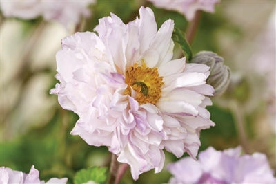 Anemone Frilly Knickers Windflower image credit: Creekhill Nursery