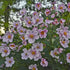 Anemone Queen Charlotte Windflower image credit: Walters Gardens