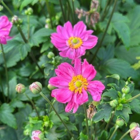 Anemone Curtain Call Deep Rose Windflower Image Credit: Millgrove Perennials
