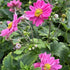 Anemone Curtain Call Pink Windflower Image Credit: Millgrove Perennials
