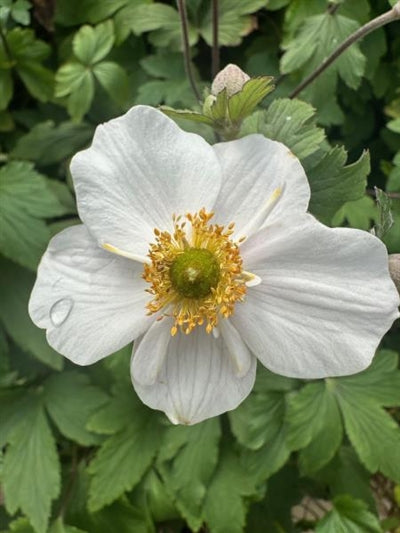 Anemone Dainty Swan Windflower Image Credit: Millgrove Perennials