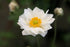 Anemone Whirlwind Windflower Image Credit: Photo by David J. Stang, CC BY-SA 4.0 <https://creativecommons.org/licenses/by-sa/4.0>, via Wikimedia Commons