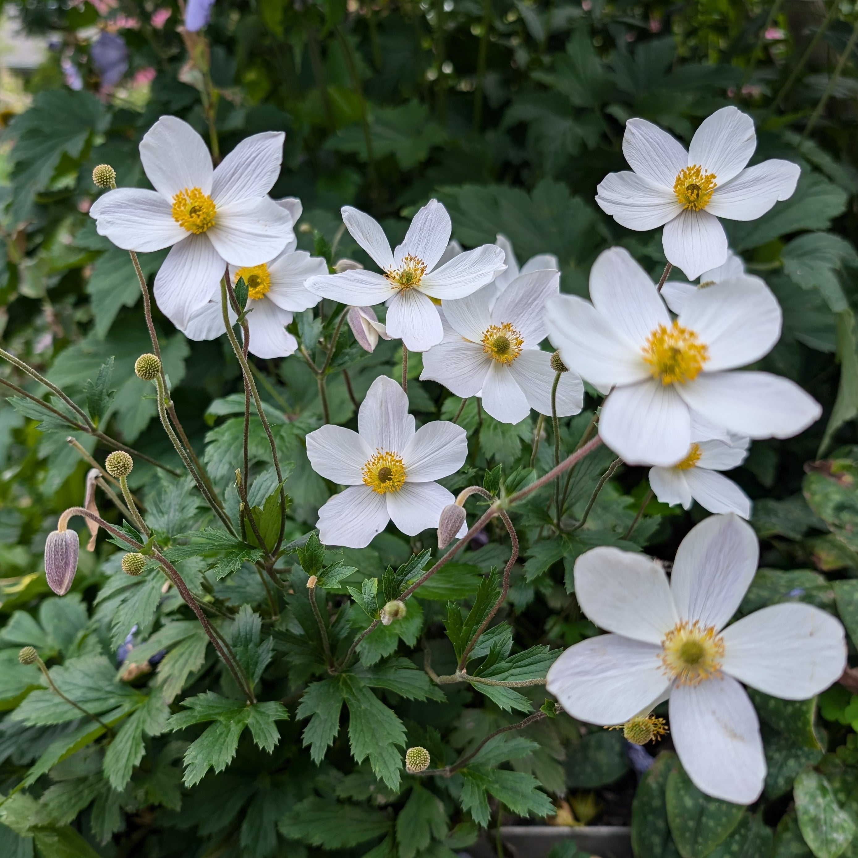 Anemone hybrid Elfin Swan Windflower Image Credit: Chaz Morenz 20240725