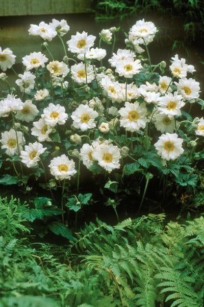 Anemone hybrid Whirlwind Windflower Image Credit: Walters Gardens