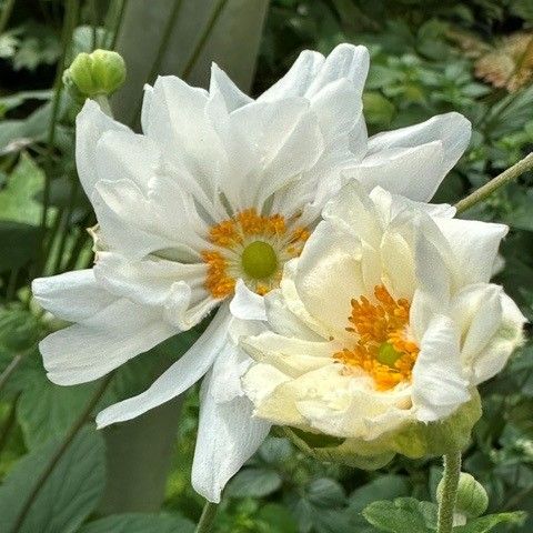 Anemone Whirlwind Windflower Image Credit: Millgrove Perennials