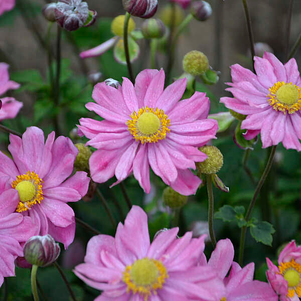 Anemone hybrid Curtain Call Pink Windflower Image Credit: Walters Gardens