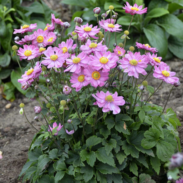 Anemone hybrid Curtain Call Pink Windflower Image Credit: Walters Gardens