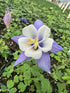 Aquilegia Earlybird Blue White Columbine Image Credit: Millgrove Perennials