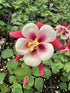 Aquilegia Earlybird Red White Columbine Image Credit: Millgrove Perennials