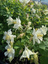 Aquilegia Earlybird White Columbine Image Credit: Millgrove Perennials