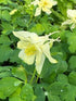 Aquilegia hybrid Earlybird Yellow Columbine Image Credit: Millgrove Perennials