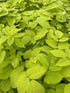 Aralia cordata Sun King Golden Japanese Spikenard Image Credit: Millgrove Perennials