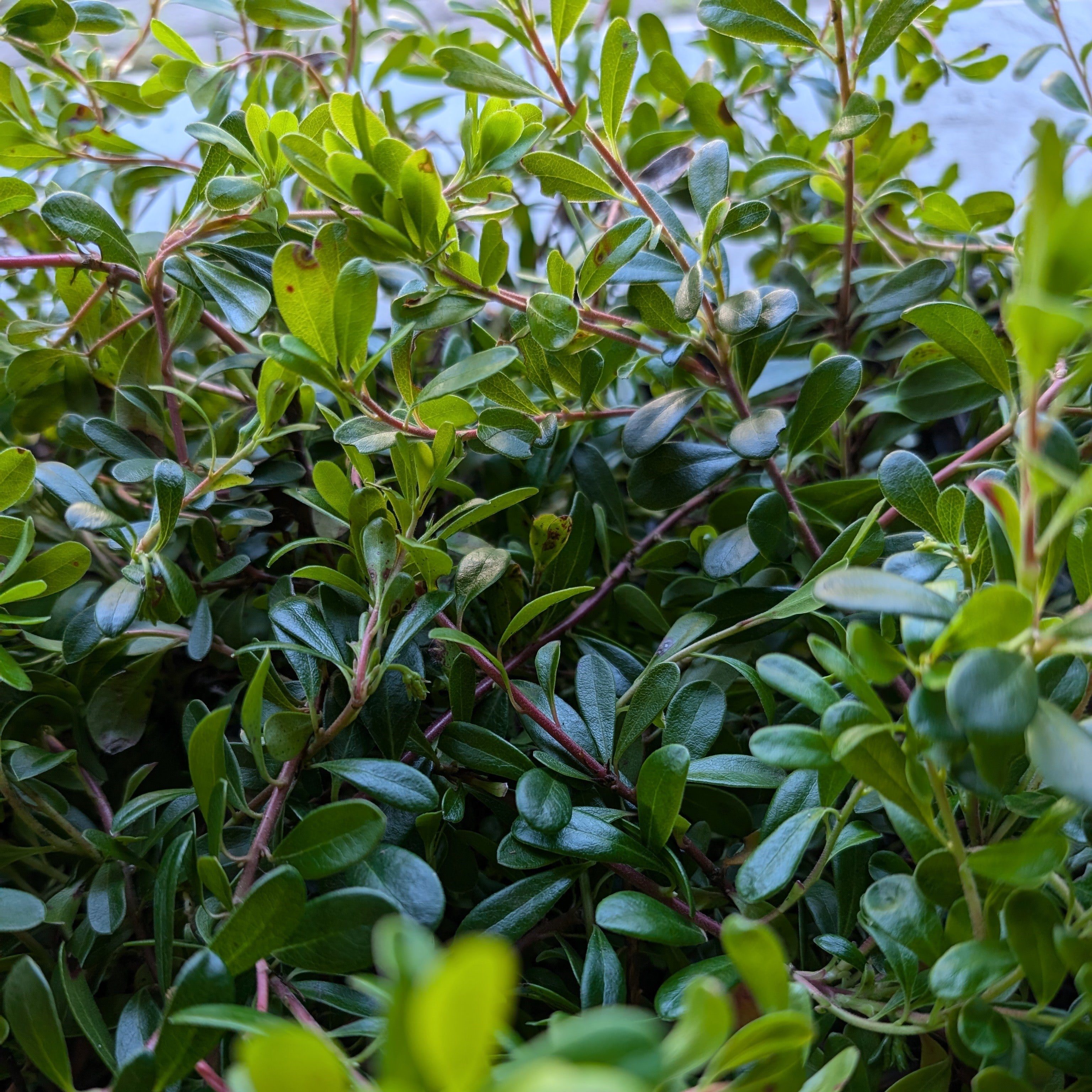 Arctostaphylos uva-ursi Bearberry Image Credit: Chaz Morenz 20240725