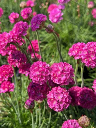 Armeria maritima Common Thrift Image Credit: Millgrove Perennials