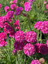 Armeria maritima Common Thrift Image Credit: Millgrove Perennials