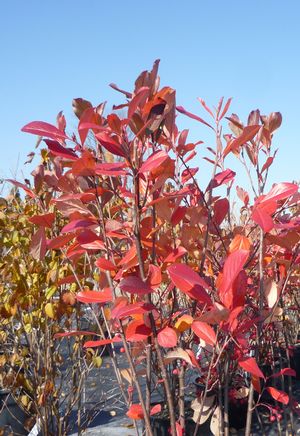 Aronia arbutifolia Brilliantissima Red Chokeberry Fall Colour Image Credit: Sean James Consulting & Design