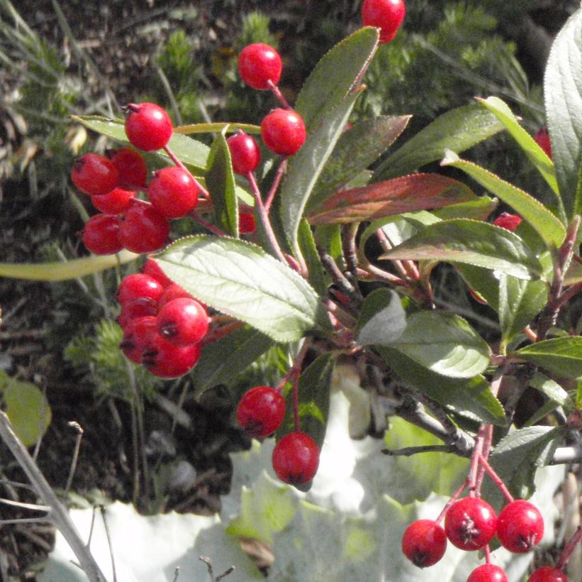 Aronia arbutifolia Brilliantissima Red Chokeberry Image Credit: Sean James Consulting & Design