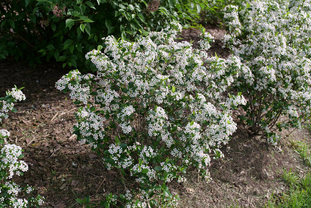 Aronia melanocarpa Low Scape Snowfire Chokeberry Image Credit:Proven Winners

