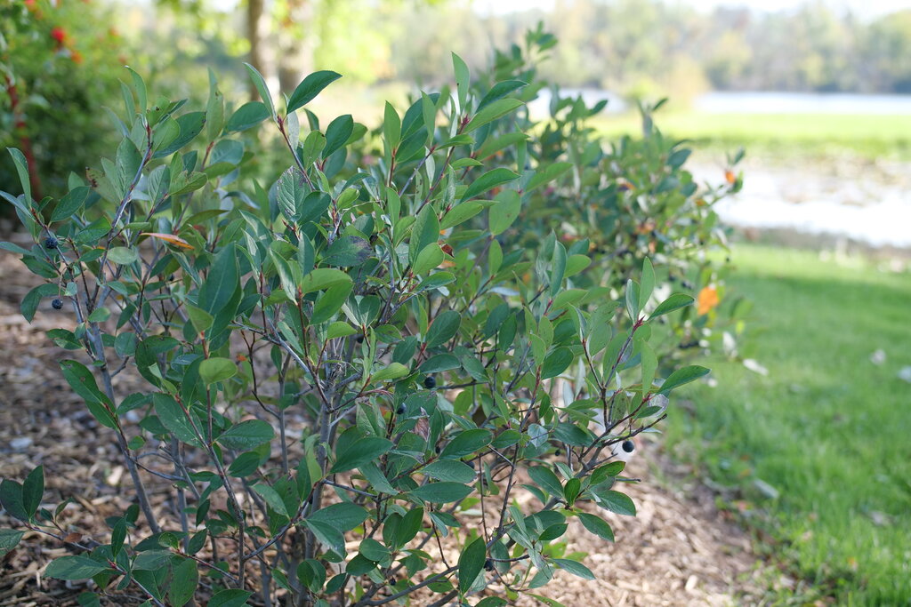 Aronia melanocarpa Low Scape Snowfire Chokeberry 2 Image Credit:Proven Winners
