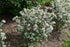 Aronia melanocarpa Low Scape Snowfire Chokeberry Image Credit:Proven Winners
