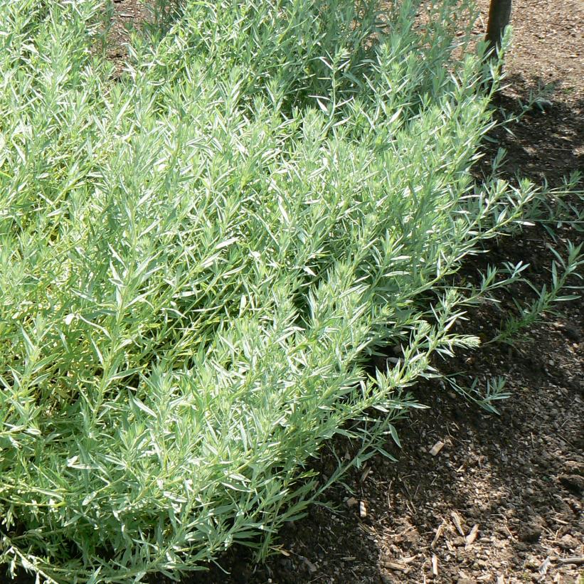 Artemisia ludoviciana Silver Sagebrush Image Credit: NVK Nurseries