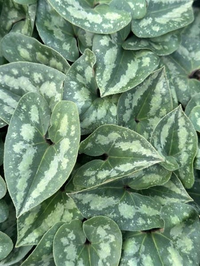 Asarum splendens Showy Ginger Image Credit: Millgrove Perennials