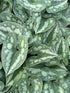 Asarum splendens Showy Ginger Image Credit: Millgrove Perennials