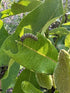 Asclepias syriaca Milkweed image credit: Millgrove Perennials