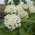 Asclepias incarnata Ice Ballet Milk Weed Butterfly Weed Image Credit: Chaz Morenz 20260702