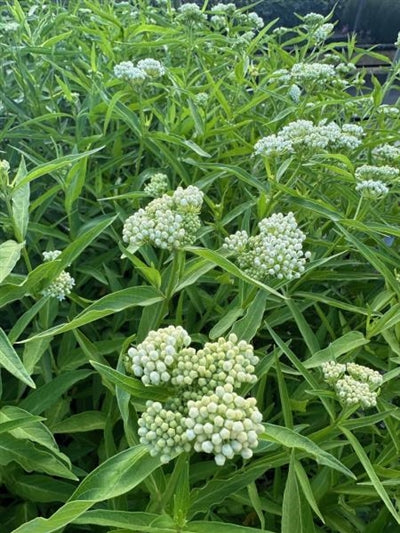 Asclepias incarnata Ice Ballet Milk Weed Butterfly Weed 2 Image Credit: Millgrove Perennials