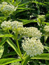 Asclepias incarnata Ice Ballet Milk Weed Butterfly Weed Image Credit: Millgrove Perennials