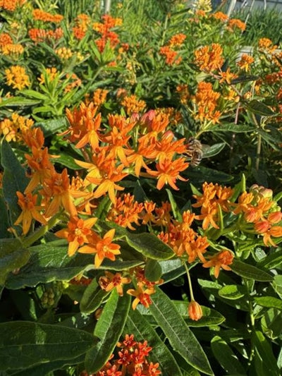 Asclepias tuberosa Gay Butterflies Milk Weed 2 Image Credit: Millgrove Perennials