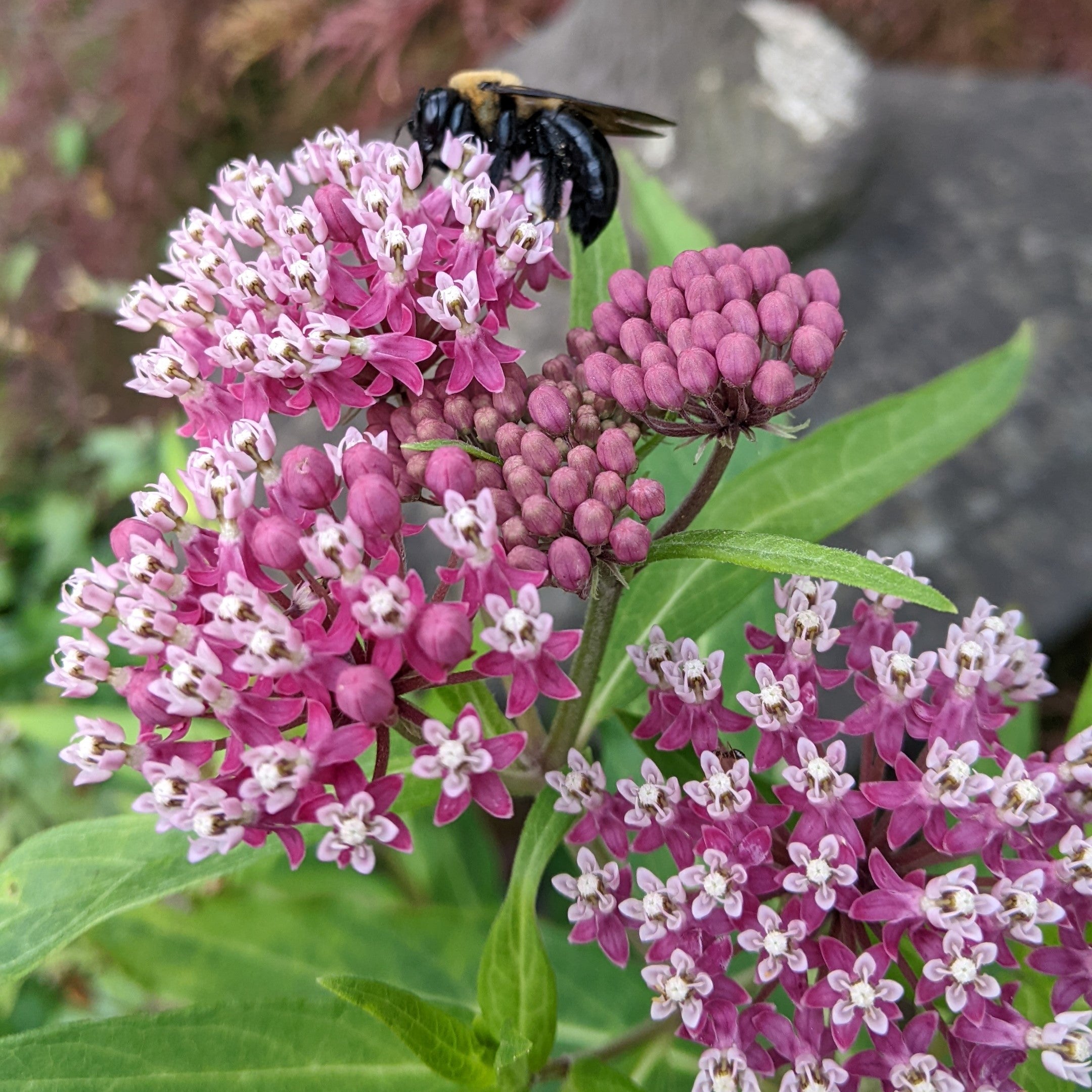 Asclepias incarnata Cinderella Milk Weed Butterfly Weed Image Credit: Chaz Morenz 20230718