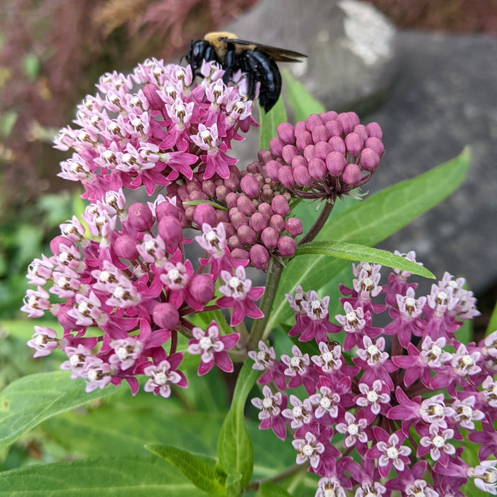 Asclepias incarnata Cinderella Milk Weed Butterfly Weed